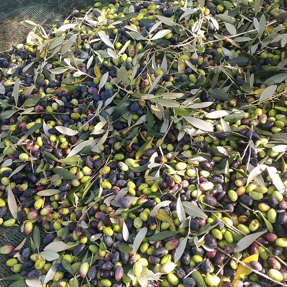 Olive raccolte